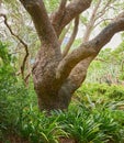 Closeup of a large oak tree growing in a dense forest. Beautiful wild nature landscape of lush green plants in the woods