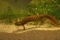 Closeup on the a large orange colored female Danube crested newt, Triturus dobrogicus Royalty Free Stock Photo