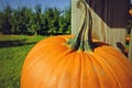 Orange pumpkin in apple orchard