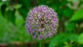 Closeup of large Ornamental Onion with purple flower globe - spring in Hungary, Telekgerendas Royalty Free Stock Photo