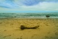 Large piece of drift wood on sandy beach Royalty Free Stock Photo