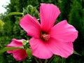 Closeup of large pink China rose or botanical name Hawaiian hibiscus Royalty Free Stock Photo