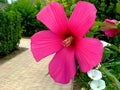 Closeup of large pink China rose or botanical name Hawaiian hibiscus Royalty Free Stock Photo