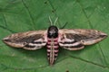 Closeup on the large Privet hawk-moth ,Sphinx pinastri sitting with open wings Royalty Free Stock Photo