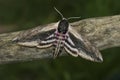 Closeup on the large Privet hawk-moth ,Sphinx pinastri sitting with open wings on a twig