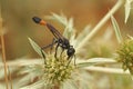 Closeup of a large , red and black Ammophila wasp sipping nectar