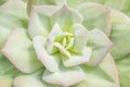 Closeup of large rosette of light green succulent leaves tipped