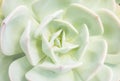 Closeup of large rosette of light green succulent leaves tipped