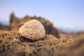 Closeup Large Round Beige Coral on Brown Stone