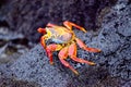 Closeup of a large Sally Lightfoot Crab Grapsus grapsus Galapagos Islands Royalty Free Stock Photo