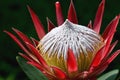 Closeup of the large showy pink yellow Little Prince Protea flower, Protea cynaroides, family Proteaceae Royalty Free Stock Photo