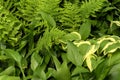 Closeup of large, small, wide and long green leaves