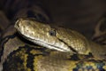 Closeup of large snake with detail of eye and mouth Royalty Free Stock Photo