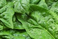 Closeup of large spinach leaves with with water drops, healthy green leaf food concept