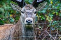 Closeup large stag behind hurricane fence