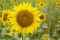 Closeup large sunflower plant in grass meadow in summer