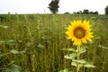 Closeup large sunflower plant in grass meadow in summer Royalty Free Stock Photo