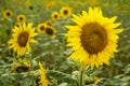 Closeup large sunflower plant in grass meadow in summer