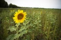 Closeup large sunflower plant in grass meadow in summer Royalty Free Stock Photo