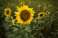 Closeup large sunflower plant in grass meadow in summer Royalty Free Stock Photo