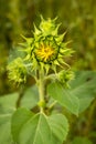 Closeup large sunflower plant partially closed in productive phase Royalty Free Stock Photo