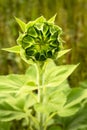 Closeup large sunflower plant partially closed in productive phase Royalty Free Stock Photo