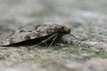 Closeup on a large tabby or grease moth, Aglossa pinguinalis sitting wood