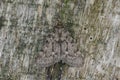 Closeup on a large tabby or grease moth, Aglossa pinguinalis sitting wood