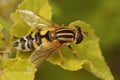 Closeup on the large tiger hoverfly, Helophilus trivittatus, on a green leaf