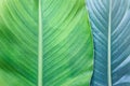 Closeup of large tropical plant leaf texture Royalty Free Stock Photo