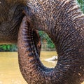 Closeup of a large trunk of an elephant. Thailand animals Royalty Free Stock Photo