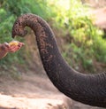 Closeup of a large trunk of an elephant which takes a banana Royalty Free Stock Photo