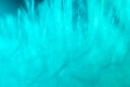 Closeup large turquoise feather showing detail.Turquoise background texture of a feather. Royalty Free Stock Photo