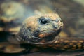 Turtle head closeup in the water Royalty Free Stock Photo