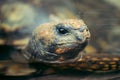 Turtle head closeup in the water