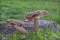 Closeup of large twin toadstool mushroom in front of tree stump