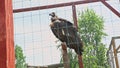 Closeup large vulture looks around sitting on crossboard