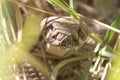 Close Up Western Diamondback Rattlesnake Head Crotalus atrox daylight sunlight Royalty Free Stock Photo