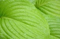 Closeup of large wet green leaves with raindrops. Royalty Free Stock Photo