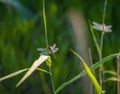 Large white-faced darter dragonflies perched on green reeds