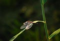 Large white-faced darter dragonfly perched on green reed