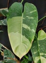 Closeup of a large, white and green leaf of Philodendron Jose Buono variegated plant