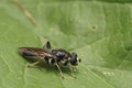 Closeup on a large wood hoverfly, Xylota ignava sitting on a green leaf