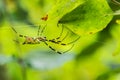 Closeup of a large yellow and black garden spider Royalty Free Stock Photo