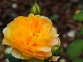 Closeup of a large yellow rose bloom Royalty Free Stock Photo