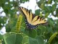 Closeup of a large Yellow Tiger Swallowtail Butterfly Royalty Free Stock Photo