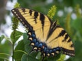 Closeup of a large Yellow Tiger Swallowtail Butterfly Royalty Free Stock Photo