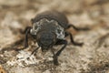 Closeup on a larger black jewel beetle , Capnodis tenebricosa Royalty Free Stock Photo