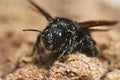 Closeup on the largest European black solitary bee, Xylocopa violacea, covered with pollen