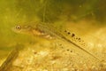 Closeup on a larvae of the Balkan crested newt, Triturus ivanburesch